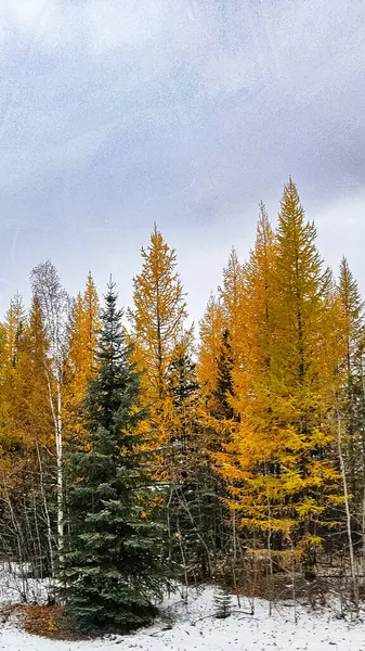 Altın sonbahar tamarack ağaçları, Alaska 'da karla kaplı bir ormanda, yemyeşil çamların yanında dimdik durur. Başımın üstünde yumuşak gri bir gökyüzü asılı sonbahar ve kış arasındaki kasvetli geçişi yakalıyor..