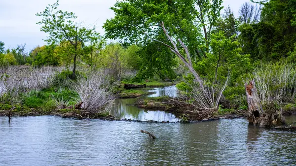 Arkansas 'ta sulak bir dereyi çevreleyen yemyeşil bir bahar bitkisi. Durgun su, canlı yeşillikleri, düşmüş odunları ve çıplak çalıları yansıtır. Yaşam dengesini yakalar ve bu gelişen doğal ortamda çürür..