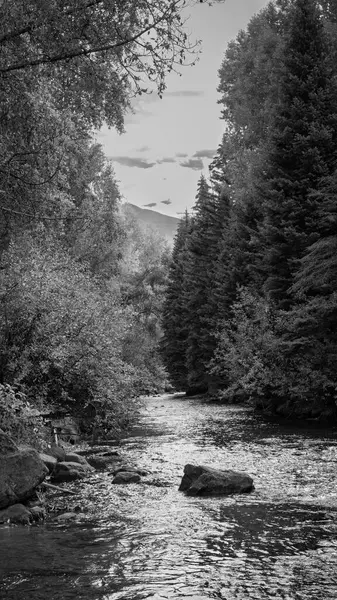 Colorado 'nun Telluride kentindeki ormanlık bir vadiden yavaşça akan bir dereyi yakalayan huzurlu siyah beyaz bir fotoğraf. Yumuşak tonlar ve dengeli ışık olay yerine sonsuz bir sükunet getirir. Yeşillikler suyun yolunu kaplar..