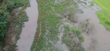 Yoğun yeşil otlar ve yumuşak ışığı yansıtan sakin sularla yemyeşil suların sersemletici hava manzarası. Sahne, doğayla barışı ve huzuru iletir..