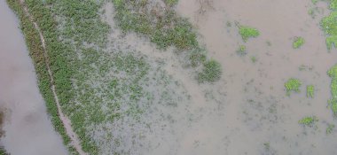 Sığ ve çamurlu suların üzerindeki yeşil alçak bitki örtüsünü gösteren bir hava manzarası. Yeşil bitkiler ve soluk su arasındaki zıtlık dingin ve doğal bir görünüm yaratır..