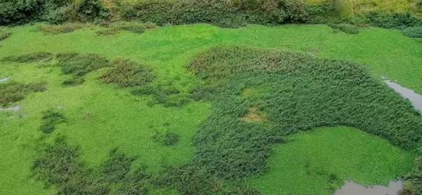 Bir hava görüntüsü yoğun, canlı yeşil bitki örtüsünden oluşan geniş bir alan yakalar, otlar ve su bitkilerinin karışımından oluşan, suya yansıyan doğal bir şablon oluşturur. Yeşillik, sitenin zengin biyolojik çeşitliliğini sergiliyor.