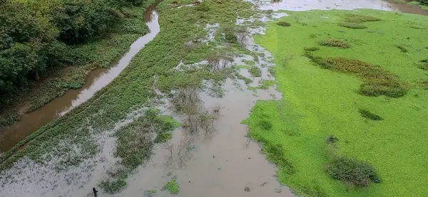 Yeşillik dolu yeşil tarlalarda bir nehrin estiği yemyeşil doğal bir manzaranın havadan görünüşü. Su gökyüzünü yansıtırken yoğun, canlı yeşillik öne çıkıyor..