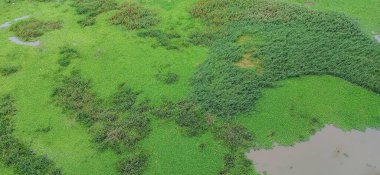 Çimen ve yoğun bitki örtüsü karışımı, su kütleleriyle karışmış yemyeşil bir arazinin havadan görünüşü. Resim, Flora 'nın eşsiz dokularını vurgulayarak barış ve ahengi iletir..