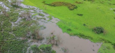 Canlı yeşil çimenler ve durgun suyun zengin bir karışımının yer aldığı yemli doğal bir manzaranın havadan görünüşü. Küçük ağaçlar ve su bitkileri yemyeşil topraklarla tezat oluşturur.