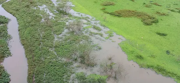 Bir hava görüntüsü, su basmış, bitki örtüsüyle dolu yeşil bir alan yakalıyor, doğanın sükunetini yansıtıyor, su ve canlı otlar arasında etkileyici bir kontrastla.