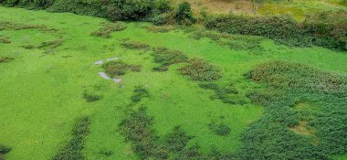 Yoğun bitki örtüsü ve çeşitli dokularla dolu yemyeşil bir arazinin havadan görünüşü. Görüntü, canlı otlar ve ışığı yansıtan su parçalarıyla kaplı bir alanın doğal güzelliğini yakalar. Huzur ve mahkumiyeti çağrıştıran sakin bir yer.