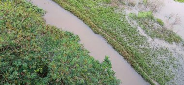 Yoğun yeşil bitki örtüsü ve sel basmış alanlarla çevrili dolambaçlı bir akarsuyun havadan görüntüsü. Açık kahverengimsi su, çevredeki canlı yeşille zıtlaşır ve bereketli ve huzurlu bir doğal çevreyi yansıtır..