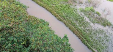 Yoğun yeşillik ve su basmış alanlarla çevrili dolambaçlı bir akarsuyun havadan görüntüsü. Hafif kahverengi su, gür ve sakin bir doğal çevreyi yansıtan canlı yeşil ile çelişiyor..