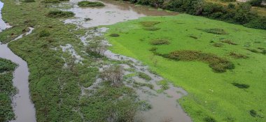 Gökyüzünü yansıtan canlı yeşil bitki örtüsü ve durgun sularla dolu yemyeşil bir arazinin havadan görünüşü. Sahne, zengin bir ekosistemde birlikte yaşayan sulak alanlar ve su bitkileriyle doğanın ahenkli güzelliğini yakalıyor..