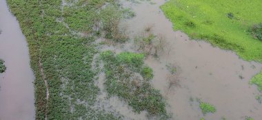 Su ekosisteminin yemyeşil bitki örtüsü ve durgun suyla hava görüntüsü. Yeşil bitkiler göl yüzeyiyle tezat oluşturarak güzel bir doğal uyum yaratıyor..