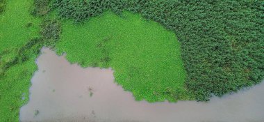 Yoğun bitki örtüsüyle çevrili, sakin suları ve ince yansımaları olan yeşil bir gölün havadan görünüşü. Canlı yeşil su bitkilerinin ve kahverengi suyun kesişmesi huzuru ve doğallıkla olan bağlantıyı çağrıştıran uyumlu bir bileşim yaratır.