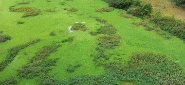 Yoğun bitki örtüsü ve dağınık su bölgeleriyle dolu uçsuz bucaksız yeşil bir alanın havadan görünüşü. Sahne, yeşil ve küçük gölgeli noktaların çeşitli tonlarıyla sükunet ve güzelliği çağrıştırıyor ve sakin bir atmosfer yaratıyor..