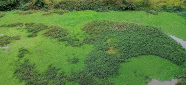 Yeşilin farklı tonlarında, yemyeşil bir bölgenin havadan görünüşü. Sahnede, doğanın güzelliğini yansıtan çimenler ve su bitkileri de dahil olmak üzere yoğun bitki örtüsü yer alıyor..
