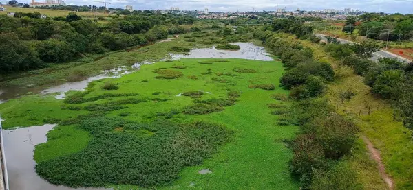 Yoğun bitki örtüsüyle kaplı, yemyeşil bir nehrin panoramik manzarası, yemyeşil doğal manzarayla çevrili. Sular gökyüzündeki bulutları yansıtırken nehir yemyeşil sularla doludur..