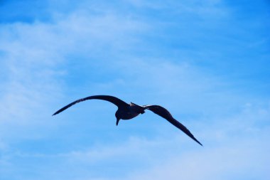 Martı kuşu uçuyor.