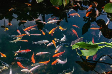 Bir sürü küçük balık yeşilliğin küçük durgun sularında bir gölette yüzüyor..