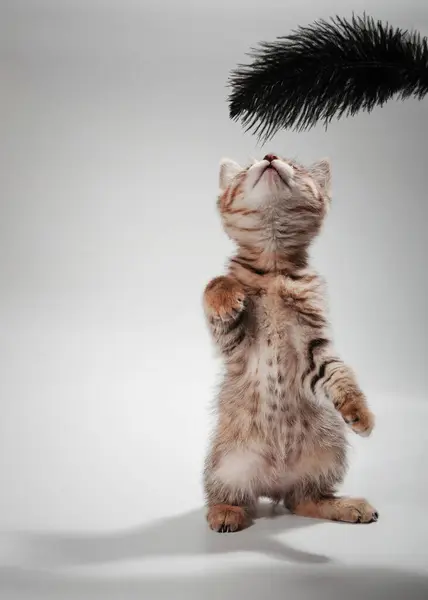 Küçük sevimli kedi yavrusu portresi. Kırmızı kedi yavrusu. Kedi bebek masada oturuyor. Yüksek kalite fotoğraf