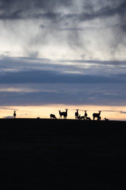 Karanlık günbatımında sırt çizgisinde dinlenen geyik sürüsünün dikey siluet fotoğrafı.