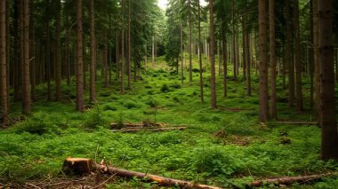 Geniş bir yamaçtan yükselen çam ağaçları ile yemyeşil orman zemini