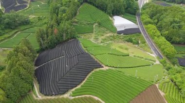 Dağ 'ın Manzarası Büçi Sasaba 'da Yeşil Çay Tarlaları olan Fuji, Shizuoka Japon Hava Sahası