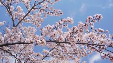 Güzel çiçek açan sakura ağacı bahar videosu sabah saat 8 'de.