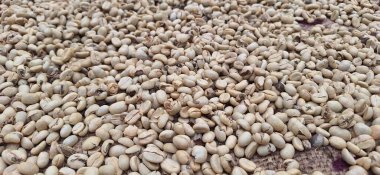 Taze yeşil kahve çekirdekleri kurutuyorum.