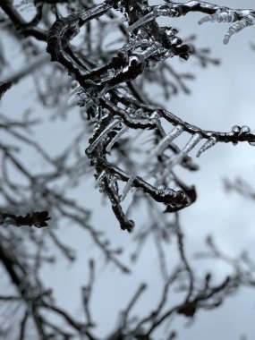 Ağaç dalları, bitki örtüsü.