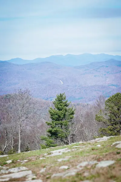 Yeşil bir çam ağacı, kayalık bir yamaçta, soluk mavi bir gökyüzünün altında, Appalachian dağ sırtlarında, çıplak ağaçların arasında duruyor..