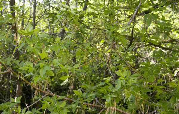 Baharda yeşil yapraklar güneşli bir günde