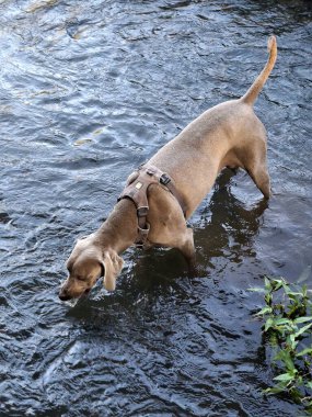 Köpek nehirden su içiyor.
