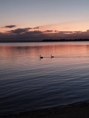 Okyanusun üzerinde pelikanların yüzdüğü güzel bir gün batımı
