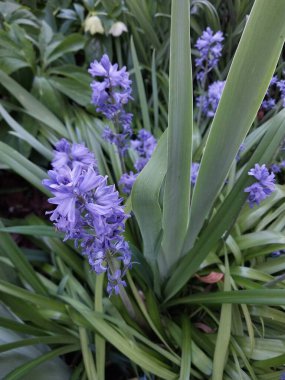 Bahçedeki güzel çiçekler