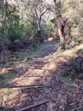 Ormandaki tahta patika.