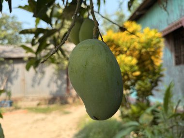 Resim, bahçedeki bir mango ağacına asılı iki yeşil mangoyu gösteriyor; meyve yavaş yavaş olgunlaşıyor ve hasat zamanını bekliyor. Mango derisinin pürüzsüz bir dokusu vardır..
