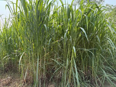 Bir tarlaya yayılmış şeker kamışı bitkilerinin yoğun genişliğini yakalar. Güneş ışığı yoğun dolgun sapların ve yeşil yaprakların arasından süzülerek doğal doku oluşturur..