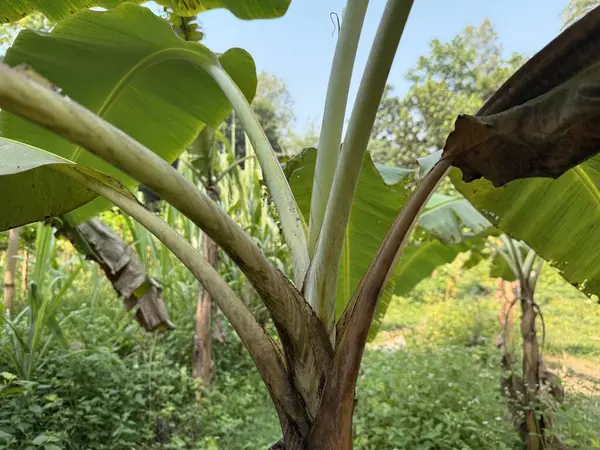 Muz bitkisi, büyük, canlı yeşil yapraklarıyla gökyüzüne karşı bir gölgelik oluşturuyor. Sağlam gövde, bitkiyi çevreleyen yemyeşil alana güçlü bir zıtlık sağlar..