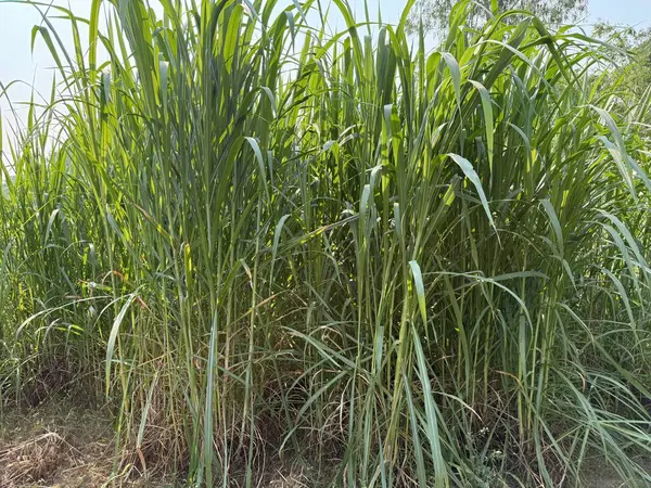 Bir tarlaya yayılmış şeker kamışı bitkilerinin yoğun genişliğini yakalar. Güneş ışığı yoğun dolgun sapların ve yeşil yaprakların arasından süzülerek doğal doku oluşturur..
