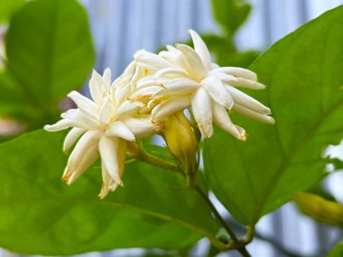 Yasemin çiçekleri narin, kremsi yapraklarını gösterir. Çiçeklerin saf beyazını tamamlayan canlı yeşil yapraklarla çevrilidir. Doğal ışıklandırma dokuları geliştirir.