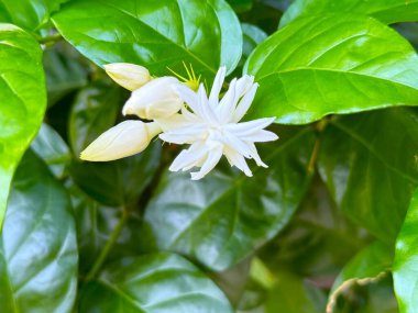Makro çekimlerinde, parlak yeşil yapraklar ve iki açılmamış tomurcukla çevrili taze, beyaz yasemin çiçeği doğanın güzelliğini yakından yakalıyor..