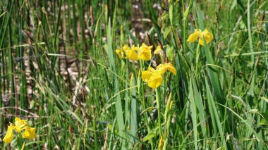 Bir tarla dolusu sarı çiçek.