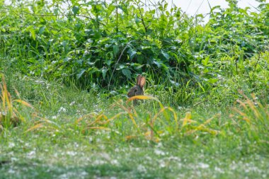 Yeşil yaz çimlerinde saklanan küçük kahverengi bir tavşan.