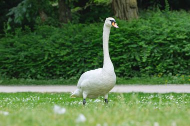 Beyaz bir kuğu zarif bir şekilde parktaki çimenli bir alanda duruyor.