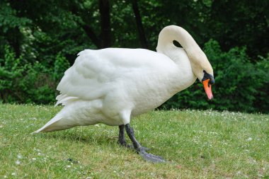 Şehir parkında çimenli bir arazide beyaz bir kuğu yürüyor.