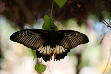 Güzel bir siyah kelebek, muhtemelen bir Papilio memnon veya Papilio polite, arka kanatlarında çarpıcı beyaz, sarı ve turuncu desenler sergiler.