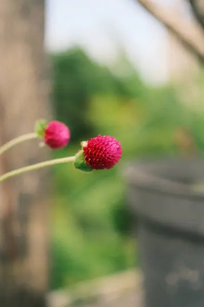 Yakın çekim, Globe Amaranth 'ın (Gomphrena globosa) canlı pembe-mor çiçeklerini doğal gün ışığında yumuşak, bulanık yeşil bir arkaplanda yakalar.