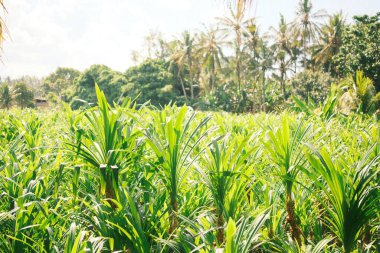 Pandan bitkilerinden oluşan canlı bir alan (Pandanus amiaryllifolius) uzun, parlak yeşil yapraklarla açık gökyüzünün altına uzanır.