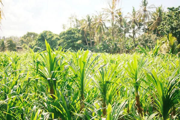 Pandan bitkilerinden oluşan canlı bir alan (Pandanus amiaryllifolius) uzun, parlak yeşil yapraklarla açık gökyüzünün altına uzanır.