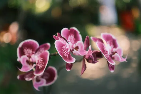 Birkaç hassas pembe ve beyaz orkide çiçeğinin yakın plan çekimi, muhtemelen Phalaenopsis veya Doritaenopsis, yumuşak, bulanık yeşil bir arka plan üzerine kurulmuş