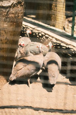 Benekli tüyleri ve belirgin kırmızı başlıklarıyla karakterize edilmiş küçük bir grup Guinafowls kumlu bir alan içinde toplanmış bekliyor.